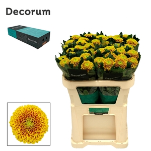 Chrysanten Chr G Tropicana