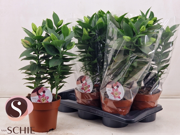 <h4>LIL OR SOUVENIR</h4>