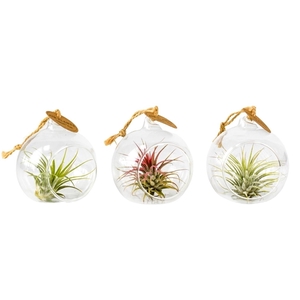 tillandsia glas hangbol mini