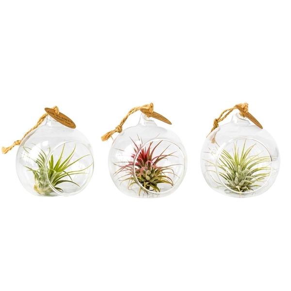 <h4>tillandsia glas hangbol mini</h4>