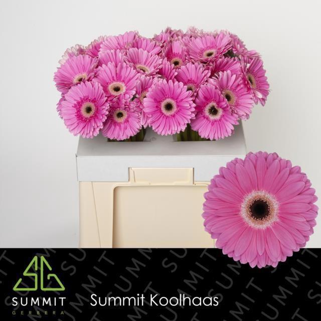 <h4>GE GR DREAMER</h4>