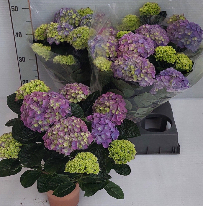 <h4>HYDR M ANDA</h4>