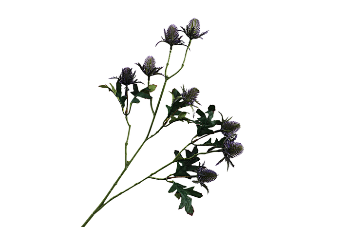 <h4>Eryngium Purple</h4>