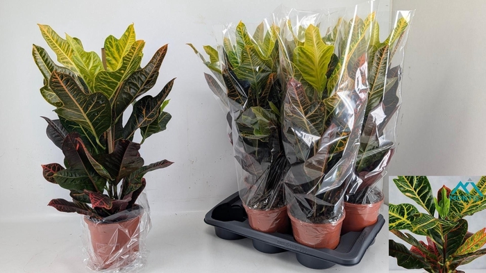 <h4>COD GR EXCELLENT</h4>