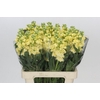Matthiola Iron Yellow