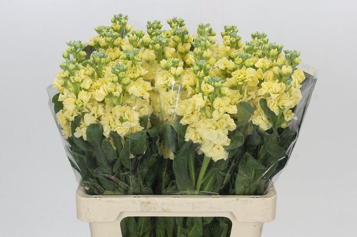 <h4>Matthiola Iron Yellow</h4>