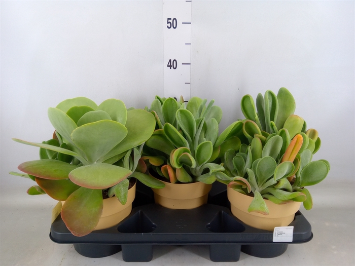 <h4>Kalanchoe NF   ...</h4>