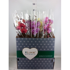 Phalaenopsis   ...mix
