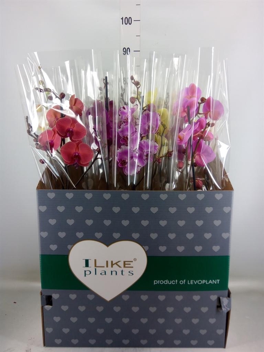 <h4>Phalaenopsis   ...mix</h4>