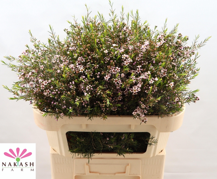 <h4>CHAME UN ROMI</h4>