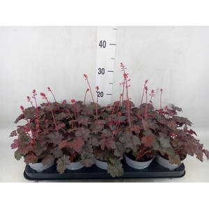 Heuchera micrantha 'Palace Purple'