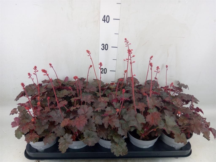 <h4>Heuchera micrantha 'Palace Purple'</h4>