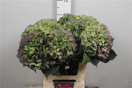 <h4>Hydr Cl M Vere Bl</h4>