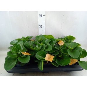 Peperomia obt. 'Green Gold'