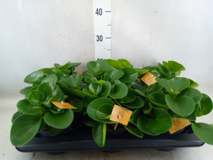 <h4>Peperomia obt. 'Green Gold'</h4>