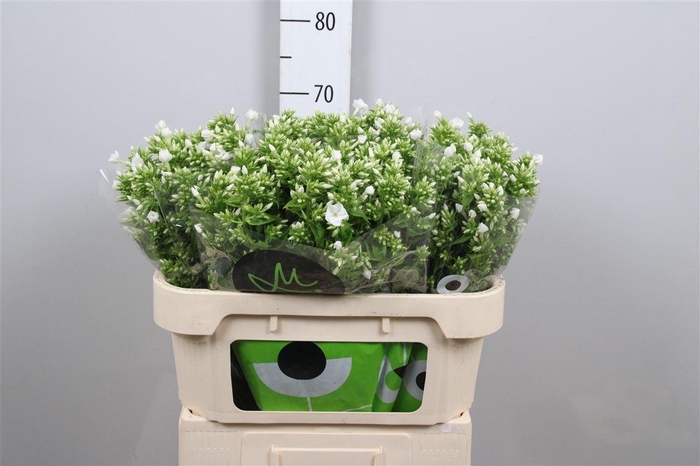 <h4>Phlox P Icecap</h4>