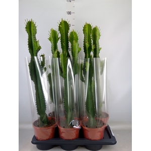 Euphorbia acrurensis