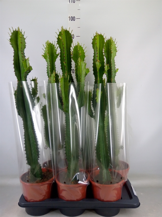 <h4>Euphorbia acrurensis</h4>