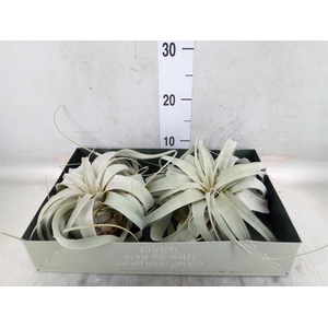 Tillandsia xerographica