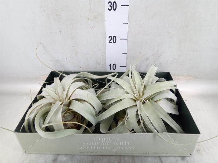 <h4>Tillandsia xerographica</h4>