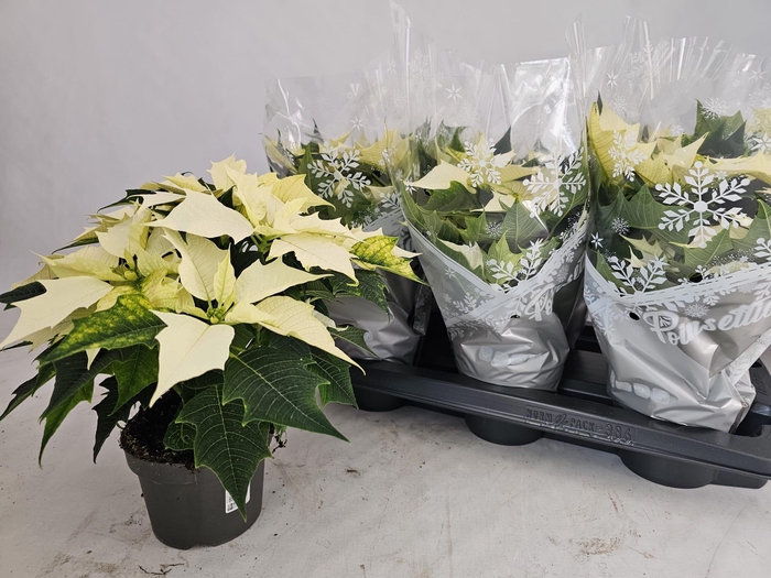 <h4>EUPHOR P ALASKA</h4>