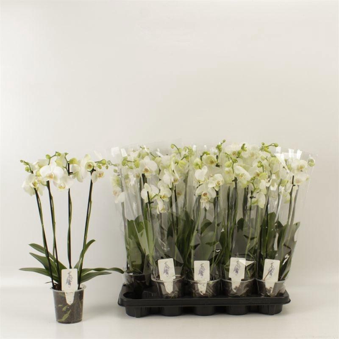 <h4>PHAL OV WIT</h4>