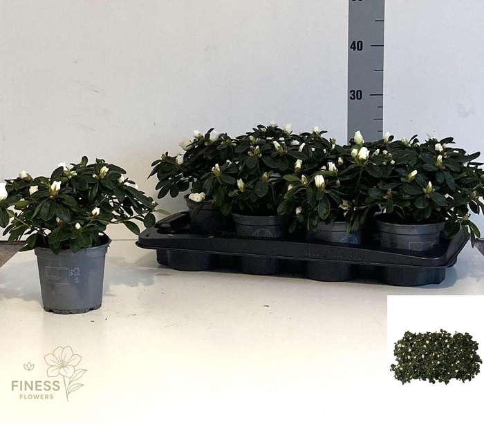 <h4>RHODO SI WITTE VOGEL</h4>