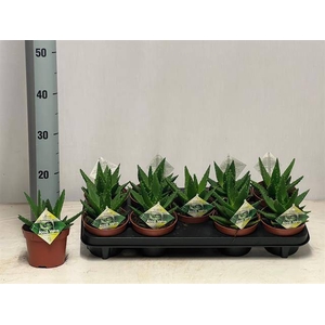 ALOE PERFOLIATA P12