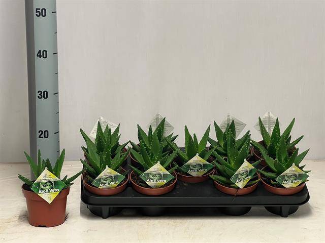 <h4>ALOE PERFOLIATA P12</h4>
