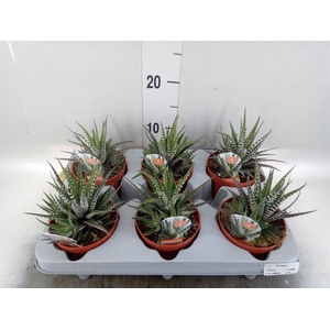 Haworthia fasciata 'Big Band'