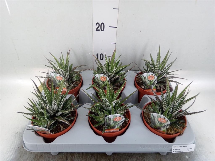 <h4>Haworthia fasciata 'Big Band'</h4>