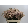 Limonium sinuatum Lucia Apricot