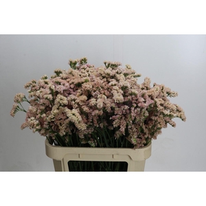 Limonium sinuatum Lucia Apricot
