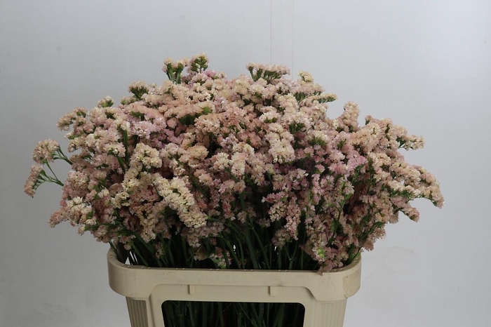 <h4>Limonium sinuatum Lucia Apricot</h4>