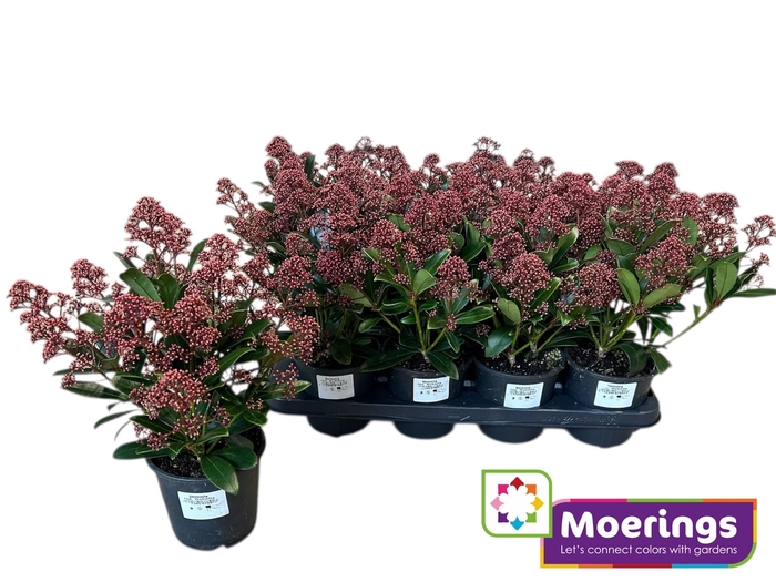 <h4>SKIM J RUBELLA</h4>