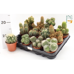CACTUS GEM