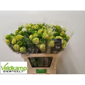 VIBURNUM ROSEUM ST