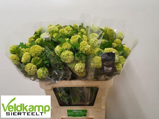 <h4>VIBURNUM ROSEUM ST</h4>