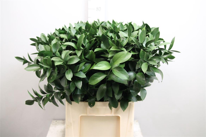 <h4>Ruscus Hypophyllum</h4>