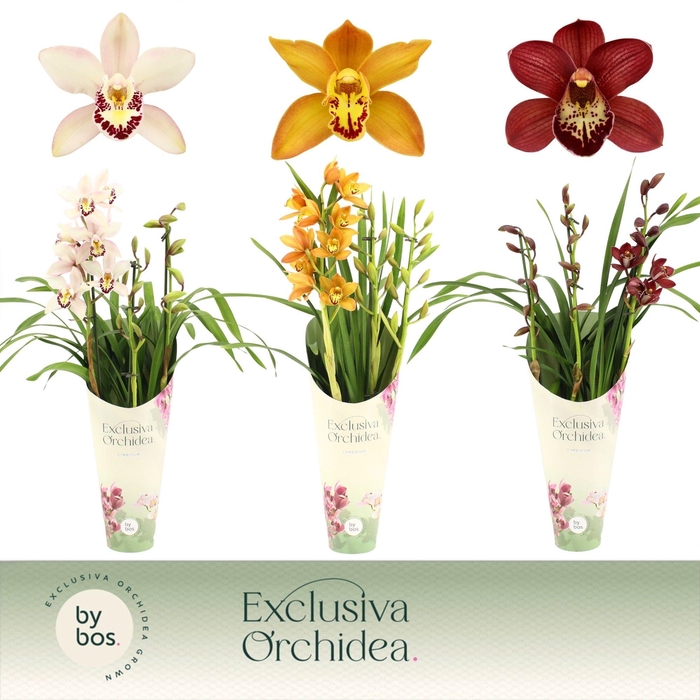 <h4>Cymbidium, Mix 3-spike 'Exclusiva Orchidea' Potcover</h4>