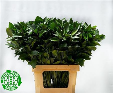 <h4>Ruscus Hypophyllum</h4>