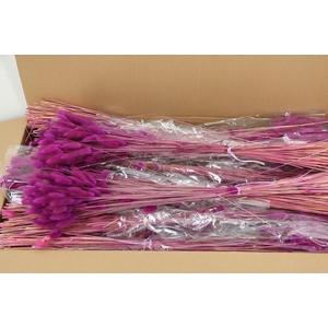 DF Lagurus Bs 50g/70cm Erica