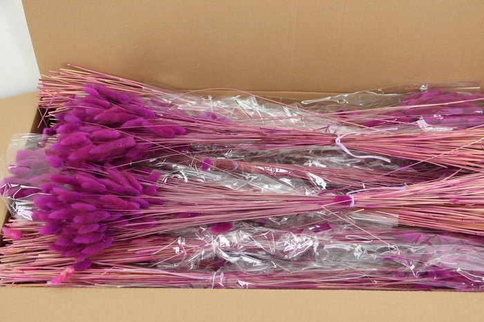 <h4>DF Lagurus Bs 50g/70cm Erica</h4>