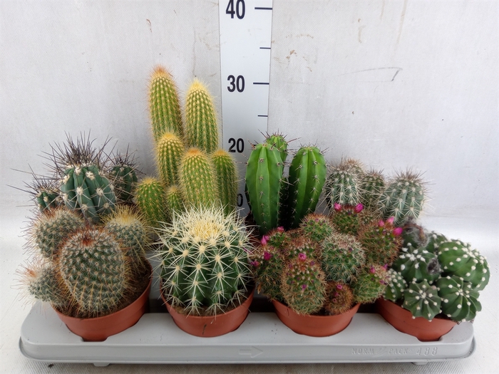 <h4>Cactus   ...mix</h4>