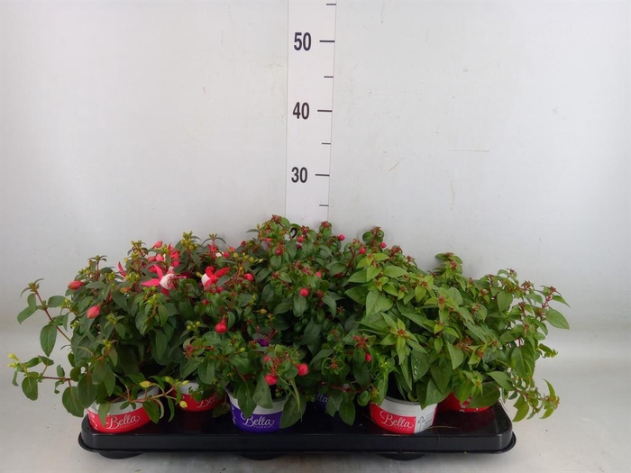 <h4>Fuchsia 'Bella Fuchsia'</h4>