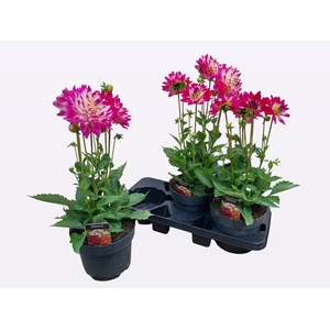 DAHL L MAG ROSE BICO