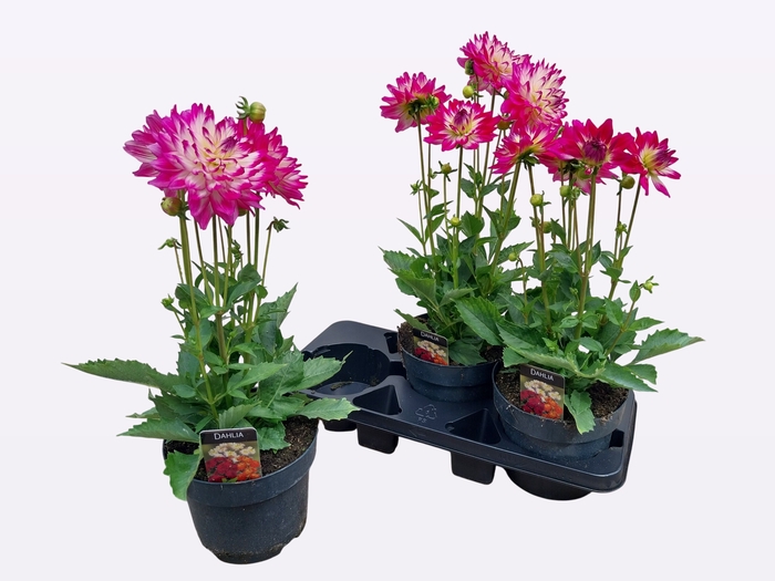 <h4>DAHL L MAG ROSE BICO</h4>