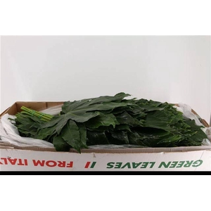 FATSIA JAPONICA BLAD