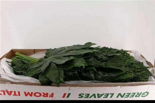 <h4>FATSIA JAPONICA BLAD</h4>