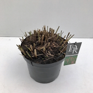 Graminées Miscanthus 'Flamingo'